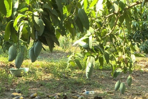 Nông dân Bình Thuận trồng cây thấp tè, quả chi chít là giống của Úc: Thương lái từng nườm nượp, nay rơi vào tình cảnh ế ẩm