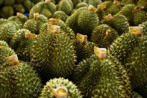 Thị trường Trung Quốc siết kiểm dịch, Việt Nam mở rộng xuất khẩu rau quả sang Mỹ và UAE