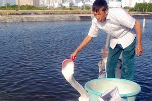 Cụ ông 76 tuổi điều hành đường dây làm giả thức ăn tôm hàng chục tấn