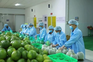 Lý do xuất khẩu rau quả sụt giảm mạnh
