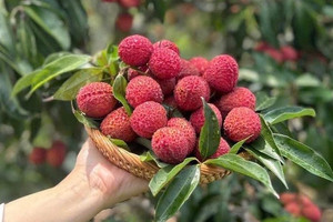 Vải thiều Trung Quốc đổ bộ chợ Việt, giá 700.000 đồng/kg