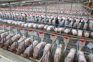 Giá thịt heo rớt 2 năm liên tiếp, Trung Quốc chỉ đạo các tập đoàn chăn nuôi lớn phải làm gấp 1 việc