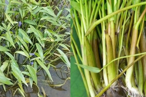 Loại rau không cần chăm bón vẫn mọc tua tủa, chỉ Việt Nam có: Giàu giá trị dinh dưỡng, giá bán lên tới 39.000 đồng/kg