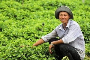 Nông dân Vĩnh Long trở thành đại gia nhờ thứ rau thơm ngát, tốt um ngoài cánh đồng: Thương lái gom đến đâu, lấy tiền đó mua vàng