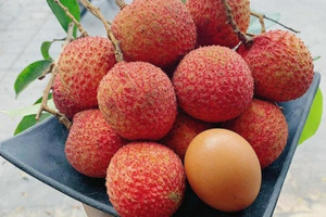 Nông dân Hưng Yên tưng bừng thu hoạch loại quả đặc sản từ cây tổ 200 tuổi, mua tại vườn giá đã 250.000 đồng/kg