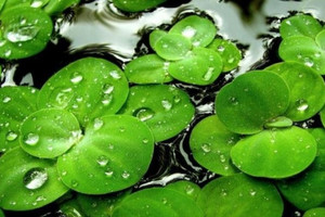 Loại rau người Việt dùng cho lợn ăn hóa ra là 'thịt thực vật', châu Âu chính thức phê duyệt để đưa lên bàn ăn