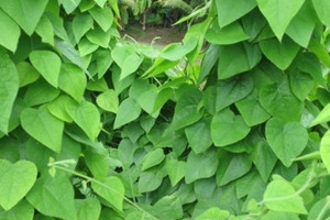 Nông dân Đắk Lắk nhổ bỏ cà phê trồng cây dại, quanh năm thu hoạch lá bán, đặc biệt 'hốt bạc' mùa hè