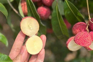 Nông dân trồng vải Việt bất ngờ khi xuất hiện đối thủ từ Trung Quốc giá gần 1 triệu/kg vẫn cháy hàng
