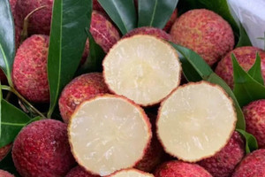 Vải Trung Quốc được trồng như thế nào mà về Việt Nam giá 700.000 đồng/kg?