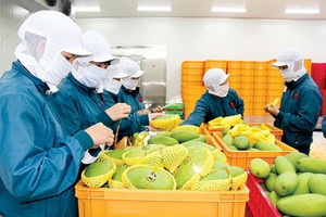 Lạng Sơn – Quảng Tây 'mở đường cao tốc' cho nông sản: Kích hoạt cơ chế thông quan khẩn cấp