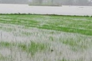 Hơn 25.000 ha lúa tại Huế có nguy cơ mất trắng do ảnh hưởng từ bão số 1