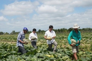 Đất trồng lúa bỏ hoang, nông dân Cà Mau trồng loại cây dây bò ra trái lực lưỡng, giúp thu trăm triệu mỗi vụ
