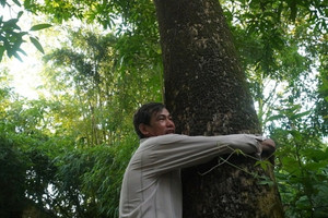 Nông dân Đồng Tháp 'ăn lộc' từ cây xoài tổ 70 tuổi, mỗi năm cho ra cả tấn trái, khách đổ về không ngớt