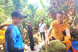 Sầu riêng nhiễm chất cấm sắp 'hết cửa' ở Đắk Lắk
