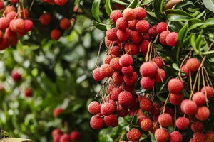 Vải thiều Trung Quốc có loại hơn 1 triệu đồng/kg, thổi lên thành hàng xa xỉ