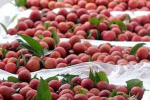 Loại quả ngọt lịm đang vào mùa của Việt Nam 'đấu' với hàng Trung Quốc: Giá trung bình 600.000 đồng/kg vẫn được châu Âu nhập ồ ạt
