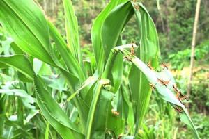 Hơn 1.000ha cây trồng bị đe dọa, 1 loại côn trùng vừa xuất hiện đã khiến 12 tỉnh miền Bắc 'đứng ngồi không yên'