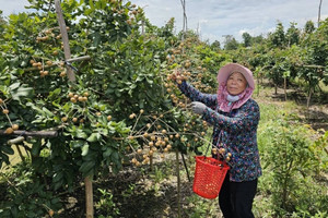 Nông dân Cần Thơ trồng thành công loại quả ăn ngon nức tiếng, sẽ xuất khẩu sang Mỹ trước ngày ‘đón’ Hậu Giang, Sóc Trăng