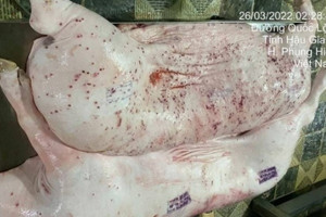 Lò mổ gia công cho C.P. Việt Nam bị phát hiện không đăng ký kiểm dịch khi xuất thịt heo từ Hậu Giang sang Sóc Trăng