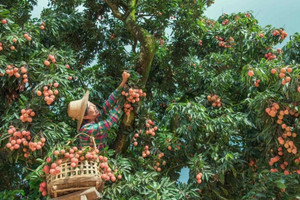 Thủ phủ vải của thế giới: Thu hoạch lên tới hàng triệu tấn mỗi vụ, sử dụng drone kiểm tra vườn, người trẻ lũ lượt ngồi livestream bán vải