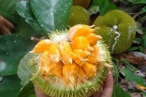 Loại quả nhỏ xíu từng bị lãng quên, nay thành đặc sản mùa hè gây 'sốt' ở thành phố: Vị chua ngọt hấp dẫn, giá tới 90.000 đồng/kg