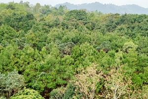 Vùng đất sở hữu ‘Thụy Sĩ của Việt Nam’ sắp hình thành 11 điểm phát triển du lịch sinh thái, nghỉ dưỡng, giải trí