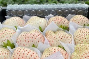 Nông dân Đà Lạt trồng được loại quả cao cấp, ăn thơm mùi sữa, đỉnh điểm bán 2 triệu/kg vẫn cháy hàng