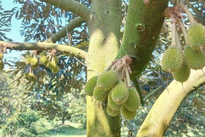 Nông dân Hậu Giang cắt phăng cây lúa chuyển sang trồng cây tỷ đô: Ban đầu hàng xóm hoài nghi, nay đổi đời nhờ áp dụng phương pháp mới