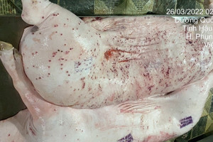 Vụ C.P. Việt Nam: Xem xét kỷ luật cán bộ đóng dấu ‘được lưu thông’ vào heo bệnh