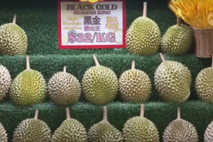 Xuất hiện thánh địa sầu riêng nơi giá giảm tới 30%, các giống sầu Malaysia đang là bá chủ