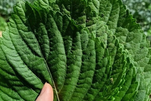 Loại lá bị bỏ quên trong vườn, được ví như ‘nhân sâm của người nghèo’: Mùa hè chế biến được nhiều món ăn ngon lại rẻ
