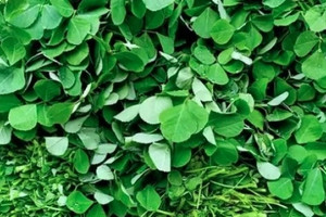 Loại rau bán khắp chợ Việt vừa được chứng minh có thể lọc được vi nhựa