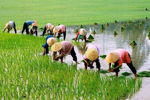 Từ 1/7, nông dân được vay đến 300 triệu không cần thế chấp