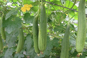 Tưởng chỉ nấu quả, ai ngờ phần lá của cây có ngay trong vườn nhà cũng rất quý như ‘nhân sâm của nhà nghèo’, giúp giải nhiệt