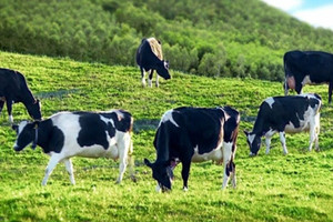 Sữa Ba Vì dính tin giả, nông dân và doanh nghiệp 'cầu cứu' chính quyền