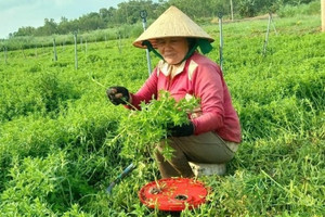 Nông dân Phú Yên giàu lên nhờ loại rau không cần chăm bón, có tí nước là tốt um: Cứ 30 ngày thu hoạch, thu nhập cao hơn hẳn so với trồng lúa