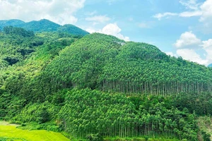 'Ông trùm' Amazon muốn mua tín chỉ carbon rừng Việt Nam