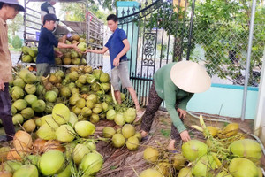 Doanh nghiệp chi tiền gấp 11 lần nhập khẩu dừa giữa lúc giá cao kỷ lục
