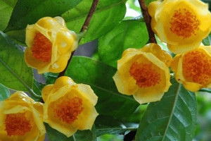 Thương lái Trung Quốc vung tiền như nước thu mua, giá 18 triệu/kg, nông dân Việt 'bứng tận gốc' loại thảo dược quý đem bán