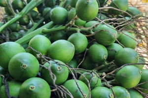 Việt Nam tăng nhập khẩu tới 1.300% một loại quả đặc biệt để... tái xuất sang Trung Quốc