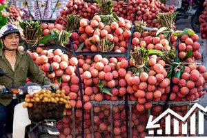 Giá vải thiều Bắc Giang rớt thê thảm, chỉ còn 3.000 đồng/kg