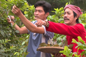 Nông dân Tây Ninh trồng loại rau chỉ nửa tốn nửa ngày công chăm là mọc tua tủa, hái đến đâu thương lái gom sạch: Thu nhập 20 triệu/tháng