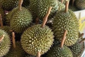 Xuất khẩu sầu riêng lao dốc, hàng nhập khẩu lại tăng tới hơn 500%