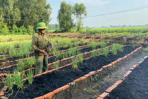 Nông dân Tây Ninh trồng thứ rau theo kiểu ‘độc lạ’, từng bị hoài nghi về sau cả xóm phải khen nức nở, thu nhập hiện tại rất cao