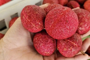 Xuất hiện hàng Việt đối đầu vải không hạt Trung Quốc, chất lượng một chín một mười, giá cũng 600.000 đồng/kg