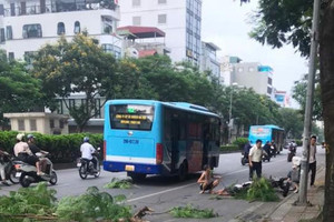 Cây gãy ở Hà Nội làm người đi đường bất tỉnh: Giám đốc Công ty cây xanh nói trách nhiệm của ai?