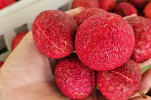 Một loại vải đặc biệt ở Thanh Hoá giá 600.000 đồng/kg