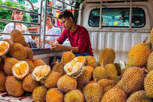 Một quốc gia ASEAN đang 'nuôi đội quân sầu riêng mới', cạnh tranh gay gắt với Thái Lan và Việt Nam tại Trung Quốc