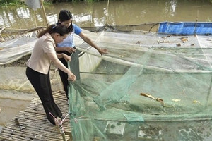 Nghỉ trồng lúa, nông dân Kiên Giang đem ruộng đi nuôi xen canh 2 loài vật, chỉ 3 tháng đã lãi bộn tiền
