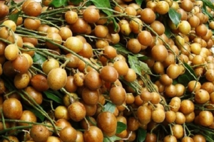 Loại quả nhỏ xíu, vị chua ngọt từng bị ngó lơ nay 'lên đời' thành vua trái cây mùa hè, giá gây bất ngờ
